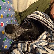 Lily a rejoint le concours — aidez-le/la à gagner de superbes lots ! canidae, fur, hand, sporting_group, wool