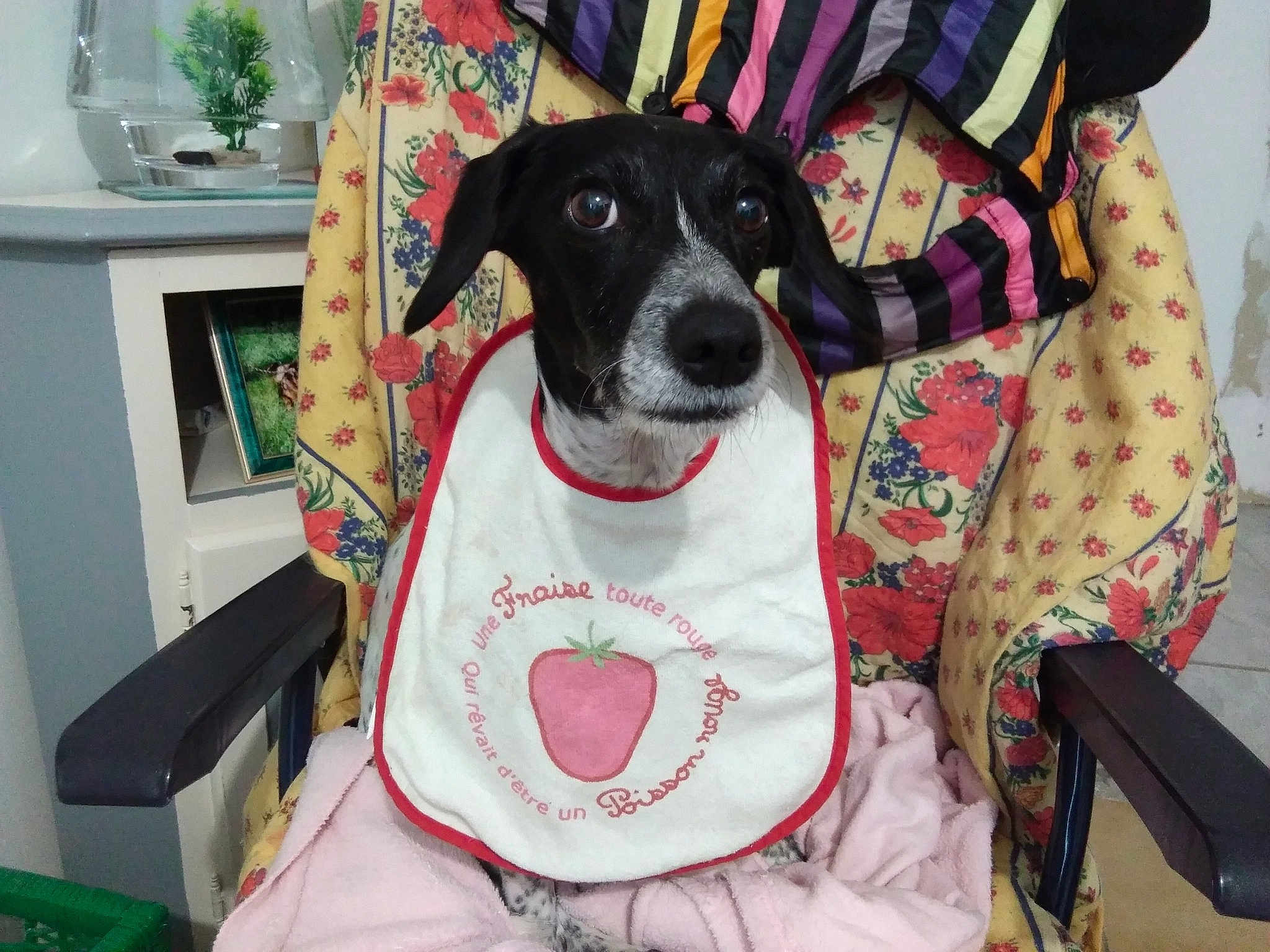 Lily a rejoint le concours — aidez-le/la à gagner de superbes lots ! canidae, carnivore, danish_swedish_farmdog, dog, dog_breed, fox_terrier, pointer, rat_terrier, sporting_group