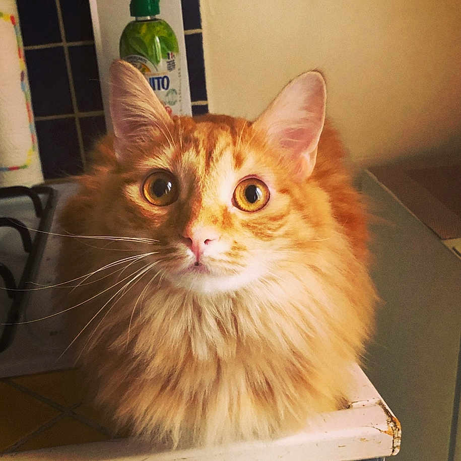 Lily participe au concours pour gagner de l'argent avec cette photo : american_curl, asian_semi_longhair, carnivore, cat, cymric, domestic_long_haired_cat, fawn, felidae, fur, kitten, maine_coon, mammal, norwegian_forest_cat, ragamuffin, siberian, small_to_medium_sized_cats, tabby_cat, vertebrate, whiskers