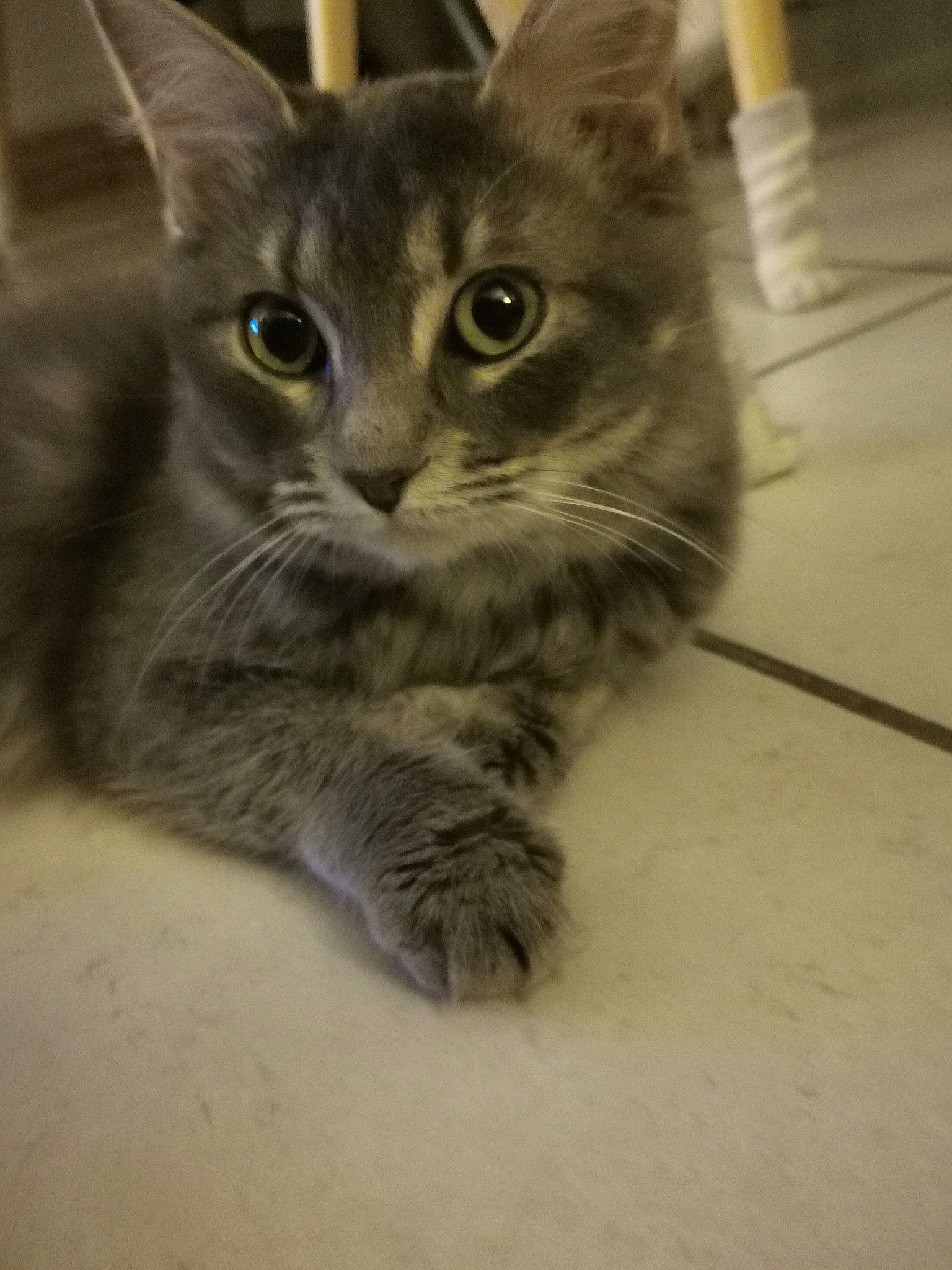 Mochi participe au concours pour gagner de l'argent avec cette photo : carnivore, cat, domestic_short_haired_cat, eye, felidae, flooring, fur, metal, paw, small_to_medium_sized_cats, snout, tail, terrestrial_animal, tile_flooring, whiskers