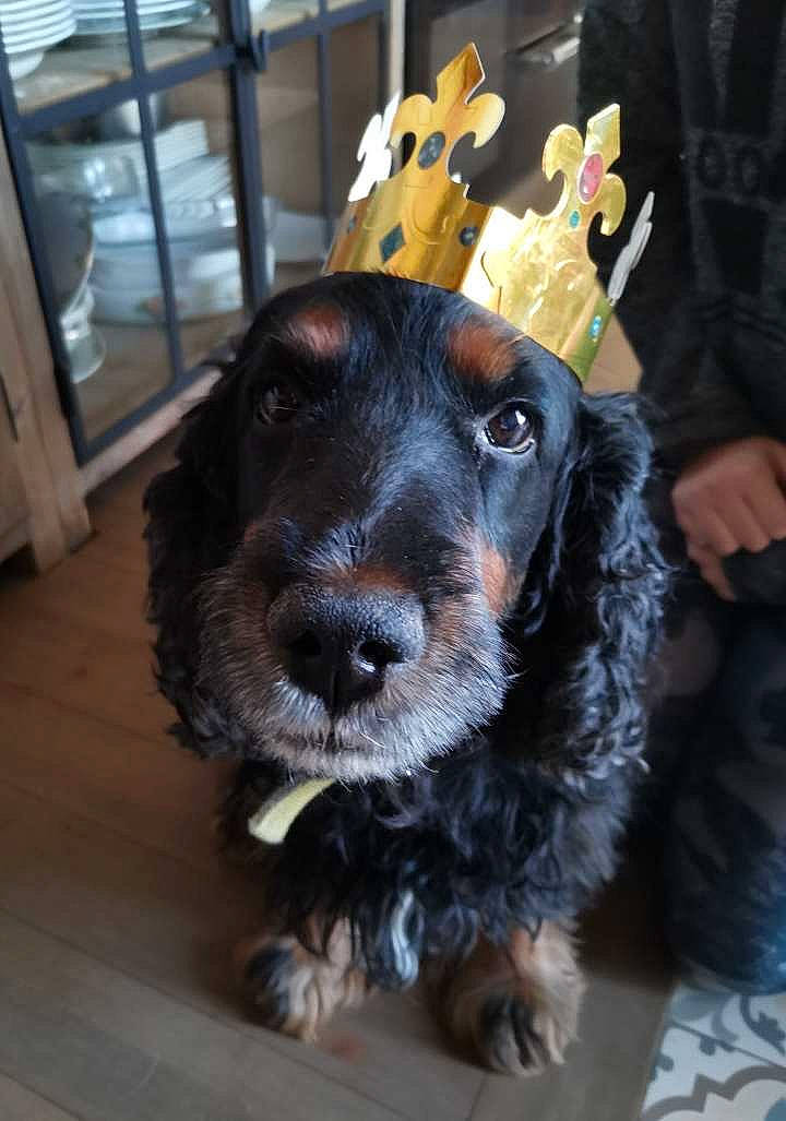 Sweet a rejoint le concours — aidez-le/la à gagner de superbes lots ! american_cocker_spaniel, canidae, carnivore, cocker_spaniel, companion_dog, dog, dog_breed, english_cocker_spaniel, field_spaniel, mammal, puppy, rare_breed_dog, russian_spaniel, snout, spaniel, sporting_group, vertebrate