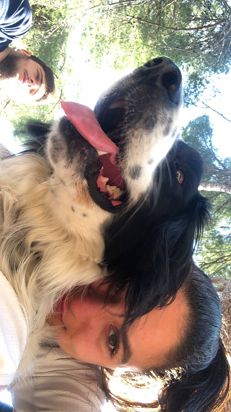 Nina a rejoint le concours — aidez-le/la à gagner de superbes lots ! black_hair, canidae, carnivore, companion_dog, dog, dog_breed, ear, fawn, snout, sporting_group