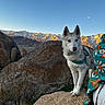 dog, husky, mountains, rocks, outdoor, nature, sky, snow, moon, harness, pet, animal, curious, landscape, sunlight, person, fabric, floral_pattern, adventure, scenic