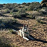 Nova is registered to the contest to win money with this photo: dog, outdoor, desert, trail, sunlight, shrubs, nature, animal, canine, sandy_ground, blue_sky, relaxing, leash, resting, daytime, pet, scenic, wilderness, quiet, peaceful