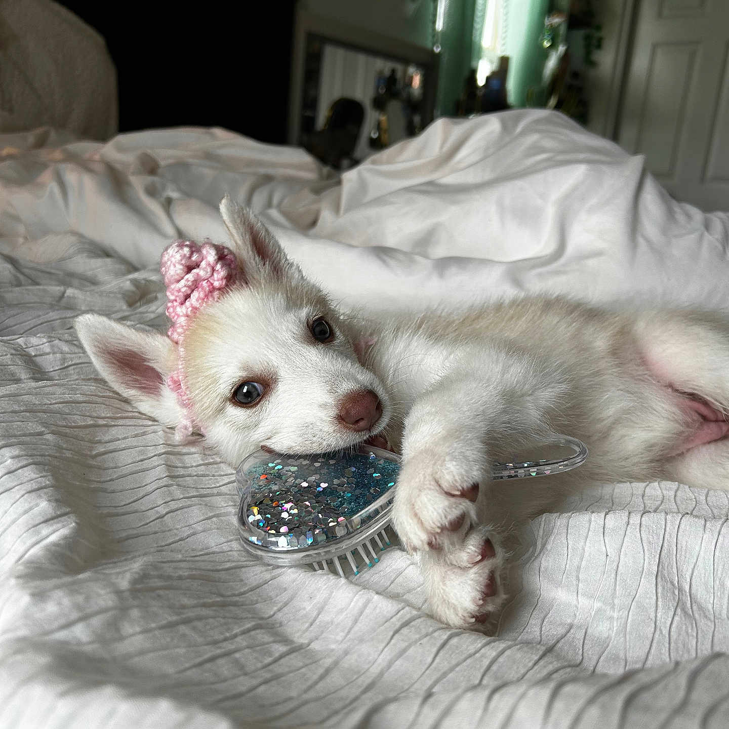 Nova joined the competition — help win amazing prizes! puppy, dog, bed, white, cute, knitted_hat, hairbrush, playful, lying_down, cozy, indoor, pet, adorable, small, fur, pink, glitter, heart_shaped, relaxed, soft_light