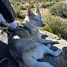 Nova joined the competition — help win amazing prizes! dog, husky, animal, outdoor, nature, rock, mountain, shrubs, sunlight, pet, canine, hiking, resting, landscape, blue_sky, person_leg, footwear, pavement, leash, relaxation