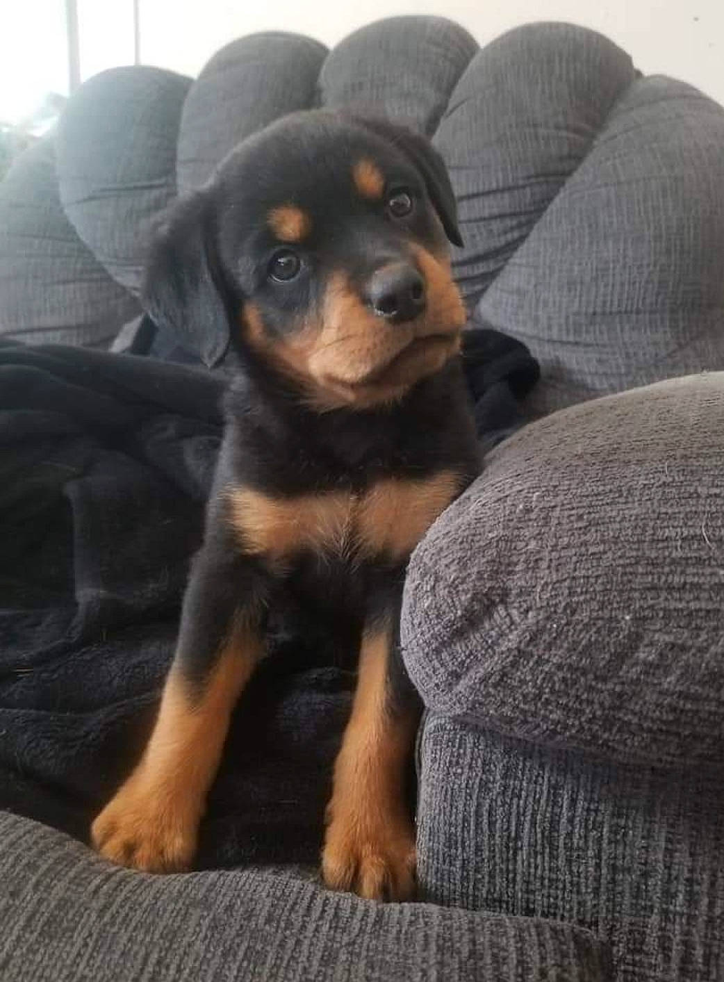 Stella is registered to the contest to win money with this photo: canidae, carnivore, comfort, companion_dog, couch, dog, dog_breed, fur, grey, guard_dog, rottweiler, snout, sporting_group, terrestrial_animal, toy_dog, working_animal, working_dog