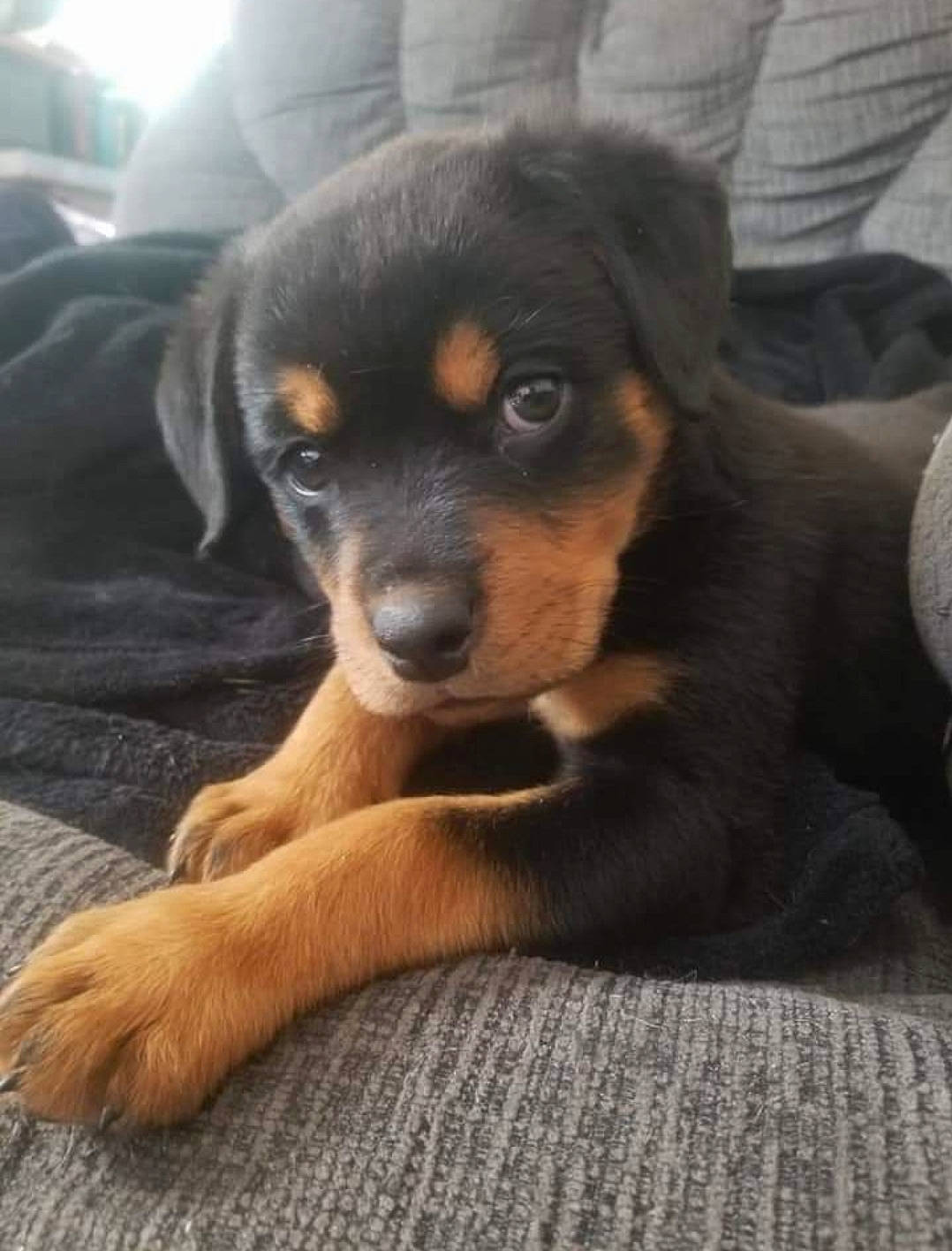 Stella is registered to the contest to win money with this photo: canidae, carnivore, comfort, companion_dog, dog, dog_breed, fawn, fur, paw, puppy, rottweiler, snout, sporting_group, terrestrial_animal, whiskers, working_dog