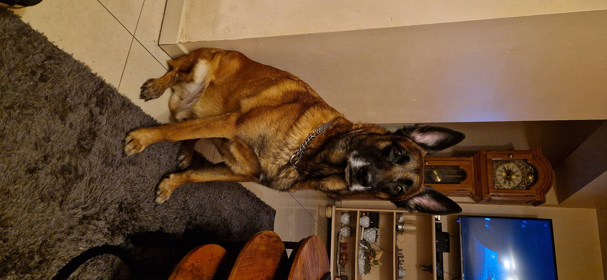 Vasco a rejoint le concours — aidez-le/la à gagner de superbes lots ! art, canidae, carnivore, companion_dog, dog, dog_breed, fawn, felidae, flooring, fur, liver, paw, picture_frame, snout, sporting_group, tail, terrestrial_animal, whiskers, wildlife, wood