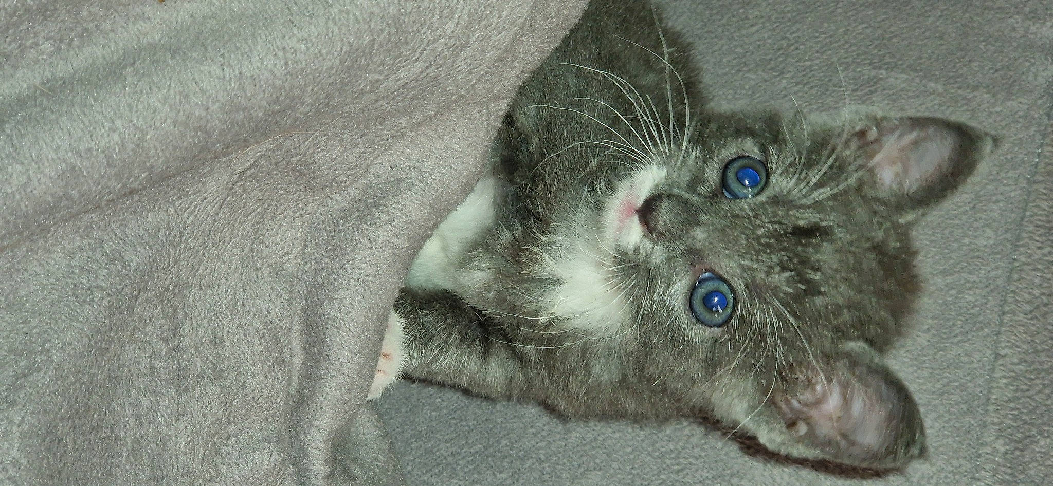 Nessy a rejoint le concours — aidez-le/la à gagner de superbes lots ! carnivore, cat, claw, comfort, domestic_short_haired_cat, electric_blue, eye, felidae, fur, grey, paw, photo_caption, russian_blue, small_to_medium_sized_cats, snout, tail, terrestrial_animal, whiskers