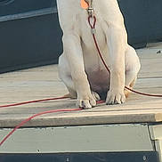 Rita is registered to the contest to win money with this photo: attentive, closeup, collar, deck, dog, ears, eyes, green_container, labrador, leash, metal_frame, outdoors, paws, platform, portrait, puppy, sitting, steps, tag, wooden_deck