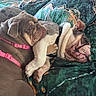 animal, bed, blanket, bulldog, comfort, companion, cozy, cute, dog, friendship, fur, harness, indoor, paw, pet, relaxed, resting, sleeping, snuggling, wrinkled_face