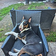 Athéna participe au concours pour gagner de l'argent avec cette photo : bull_terrier, dog, wicker_chair, outdoor, garden, grass, plant, potted_plant, pet, relaxed, black, white, brown, fur, animal, backyard, smiling, sitting, nature, daylight
