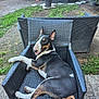 bull_terrier, dog, wicker_chair, outdoor, garden, grass, plant, potted_plant, pet, relaxed, black, white, brown, fur, animal, backyard, smiling, sitting, nature, daylight