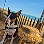 Athéna participe au concours pour gagner de l'argent avec cette photo : bull_terrier, dog, pet, sitting, beach, sand, stool, straw, wooden_fence, outdoor, sunny, daytime, blue_sky, leash, animal, canine, nature, vacation, relaxation, summer