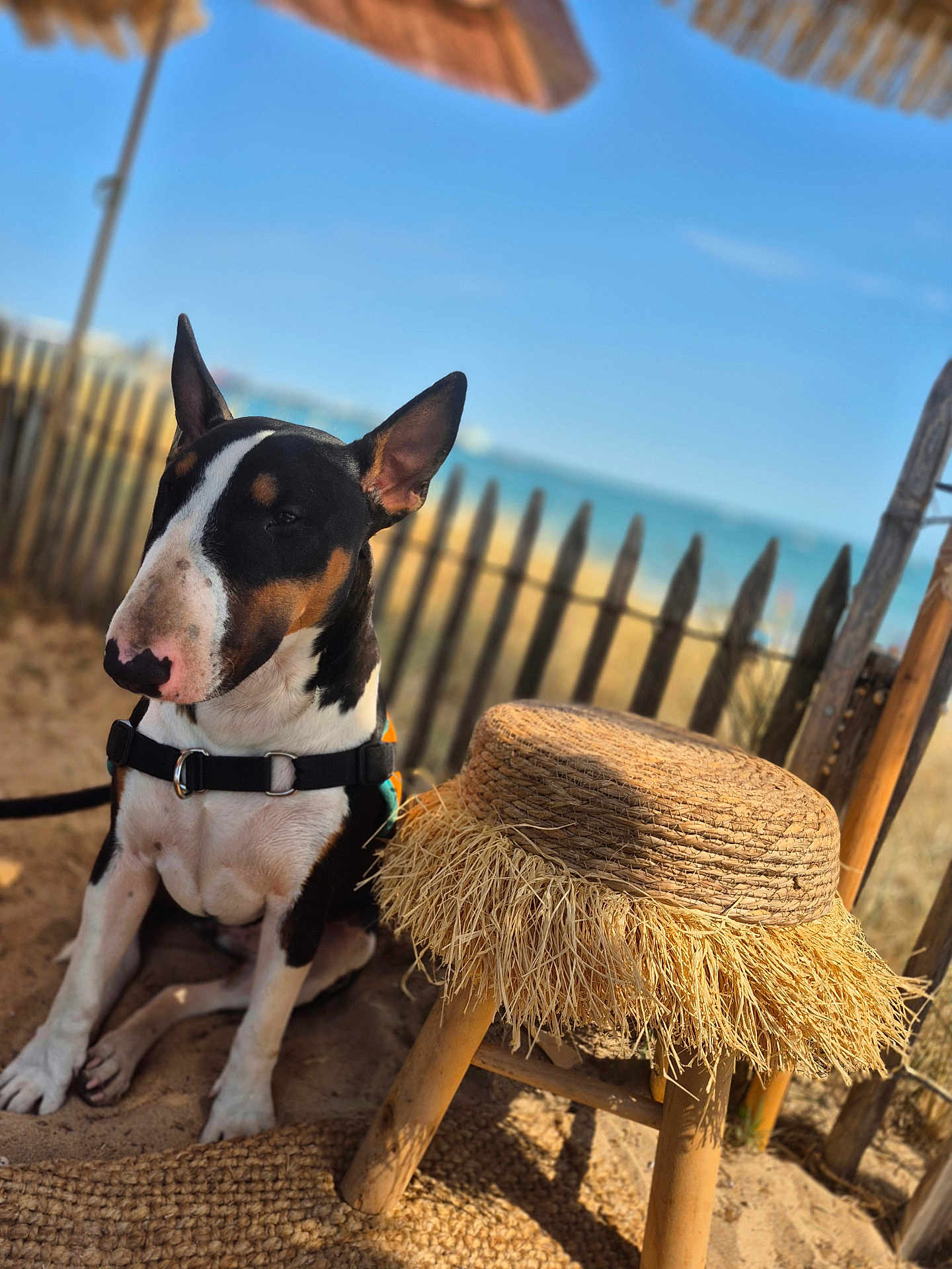Athéna participe au concours pour gagner de l'argent avec cette photo : bull_terrier, dog, pet, sitting, beach, sand, stool, straw, wooden_fence, outdoor, sunny, daytime, blue_sky, leash, animal, canine, nature, vacation, relaxation, summer