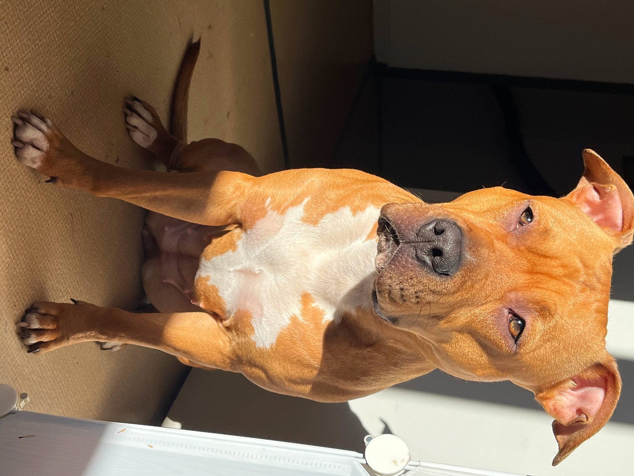 Saba participe au concours pour gagner de l'argent avec cette photo : art, artifact, bone, carnivore, carving, dog_breed, fawn, felidae, flesh, human_leg, jaw, meat, sculpture, snout, suckling_pig, terrestrial_animal, thigh, whiskers, wood, wrinkle