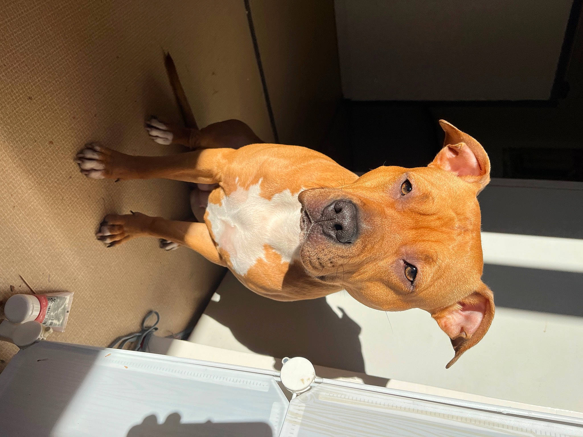 Saba a rejoint le concours — aidez-le/la à gagner de superbes lots ! art, dog_breed, event, fawn, fun, fur, room, sculpture, snout, sporting_group, statue, visual_arts, window, wood, working_animal