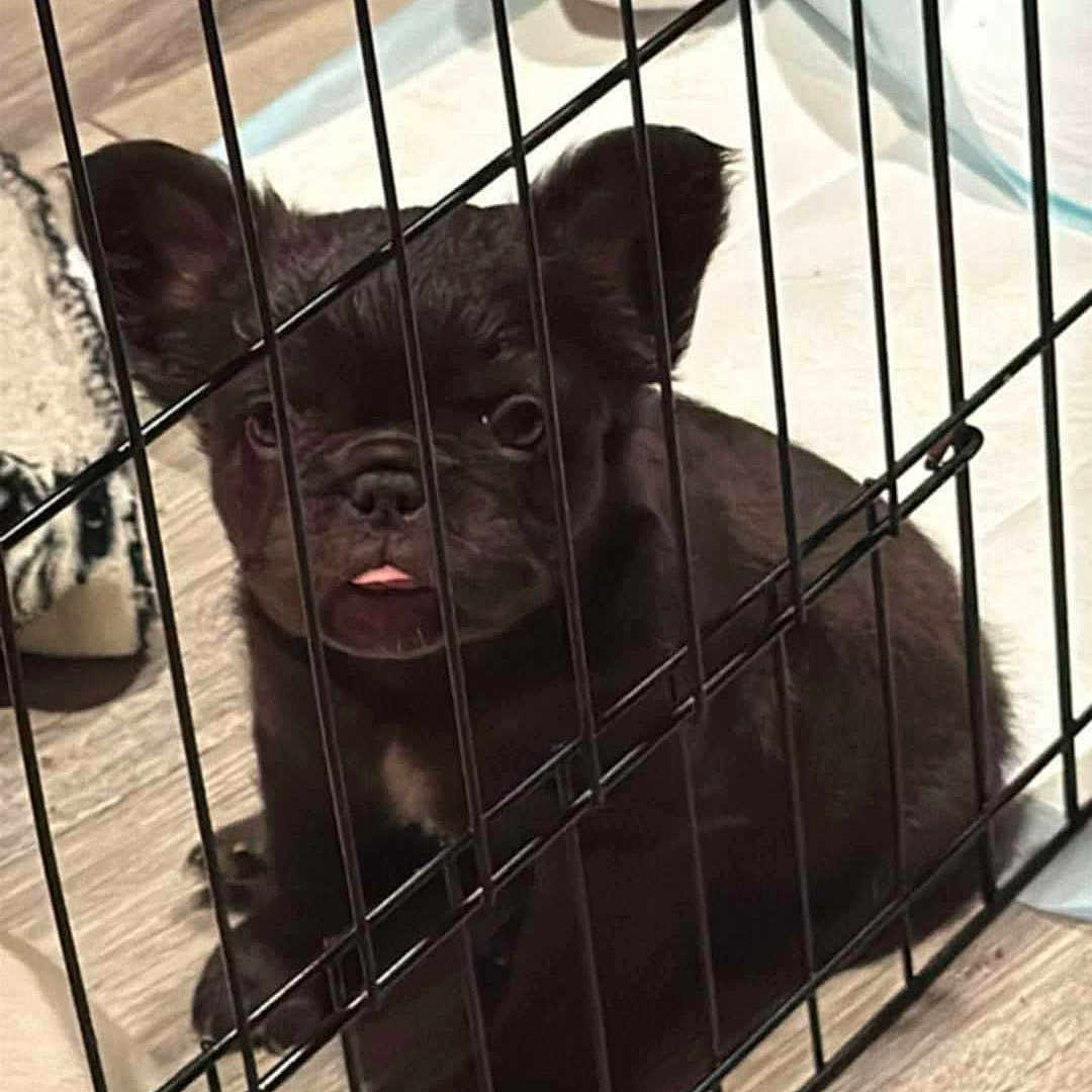 Athena is registered to the contest to win money with this photo: animal, bulldog, canine, cat, chihuahua, den, dog, doghouse, face, frenchbulldog, head, indoors, kennel, person, pet, pug, puppy, racket, sport, tennis
