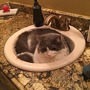 Percy Catson joined the competition — help win amazing prizes! cat, sink, bathroom, countertop, faucet, gray_cat, white_cat, pet, domestic_animal, fur, fluffy, relaxed, indoor, household, cozy, resting, curled_up, animal, cute, mammal