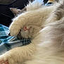 Percy Catson joined the competition — help win amazing prizes! cat, fluffy, sleeping, paw, nose, whiskers, blanket, cozy, indoor, closeup, pet, relaxed, feline, fur, pink_nose, resting, cute, animal, soft, home