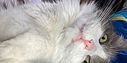 Percy Catson is registered to the contest to win money with this photo: cat, fluffy, gray, white, whiskers, pink_nose, indoor, blanket, cozy, pet, animal, closeup, face, fur, relaxed, cute, domestic_cat, yellow_eyes, lying_down, curious