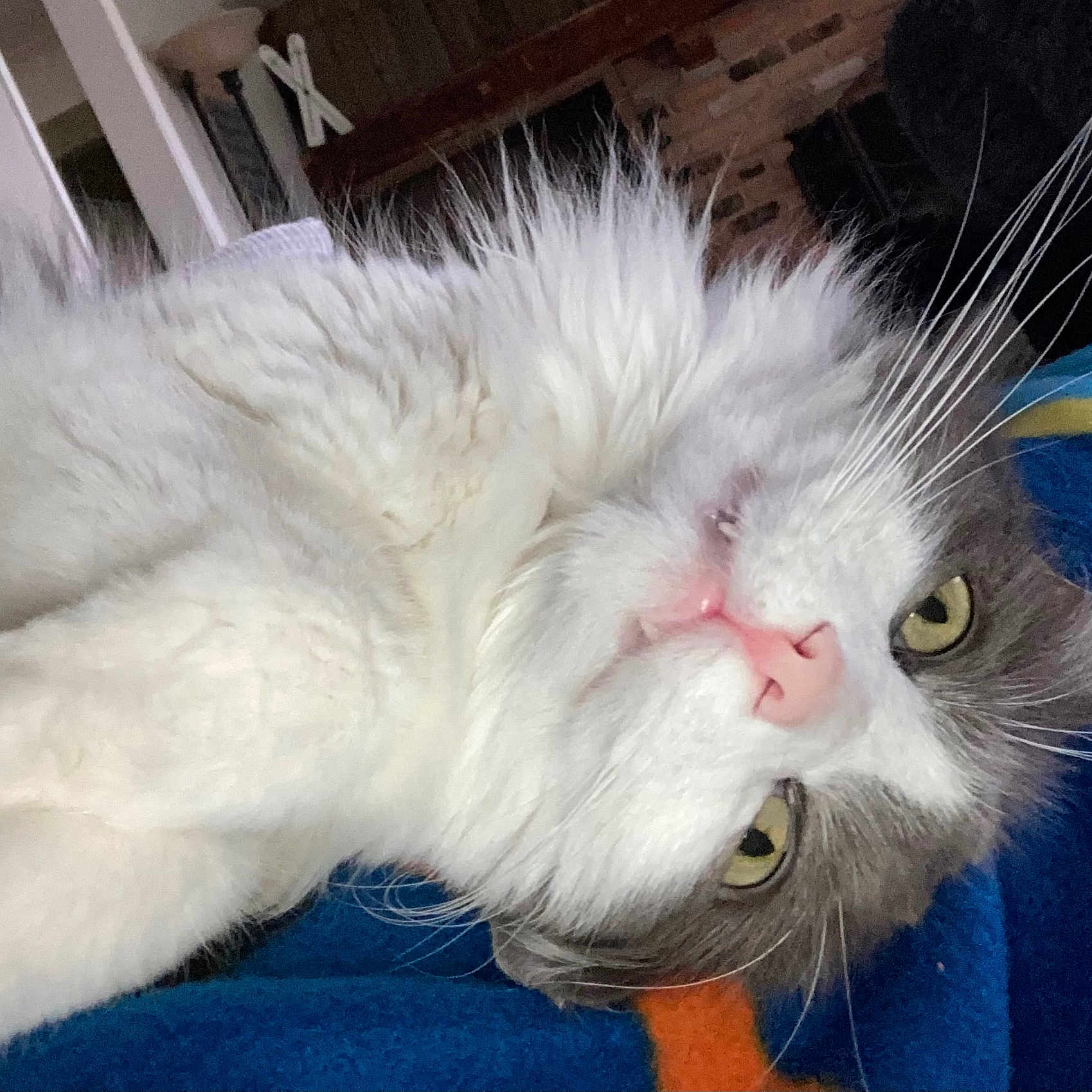 Percy Catson is registered to the contest to win money with this photo: animal, blanket, cat, closeup, cozy, curious, cute, domestic_cat, face, fluffy, fur, gray, indoor, lying_down, pet, pink_nose, relaxed, whiskers, white, yellow_eyes