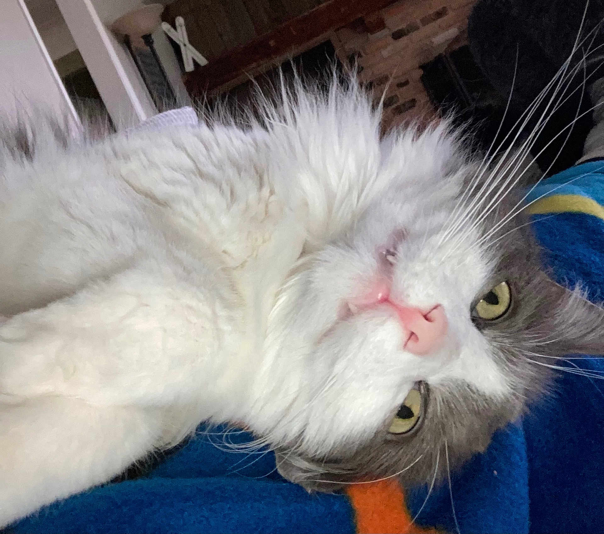 Percy Catson is registered to the contest to win money with this photo: cat, fluffy, gray, white, whiskers, pink_nose, indoor, blanket, cozy, pet, animal, closeup, face, fur, relaxed, cute, domestic_cat, yellow_eyes, lying_down, curious