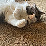 Percy Catson joined the competition — help win amazing prizes! cat, fluffy, indoor, carpet, toy, pet, animal, relaxed, white, gray, playful, feline, cute, curious, fur, laying, closeup, domestic, whiskers, eyes