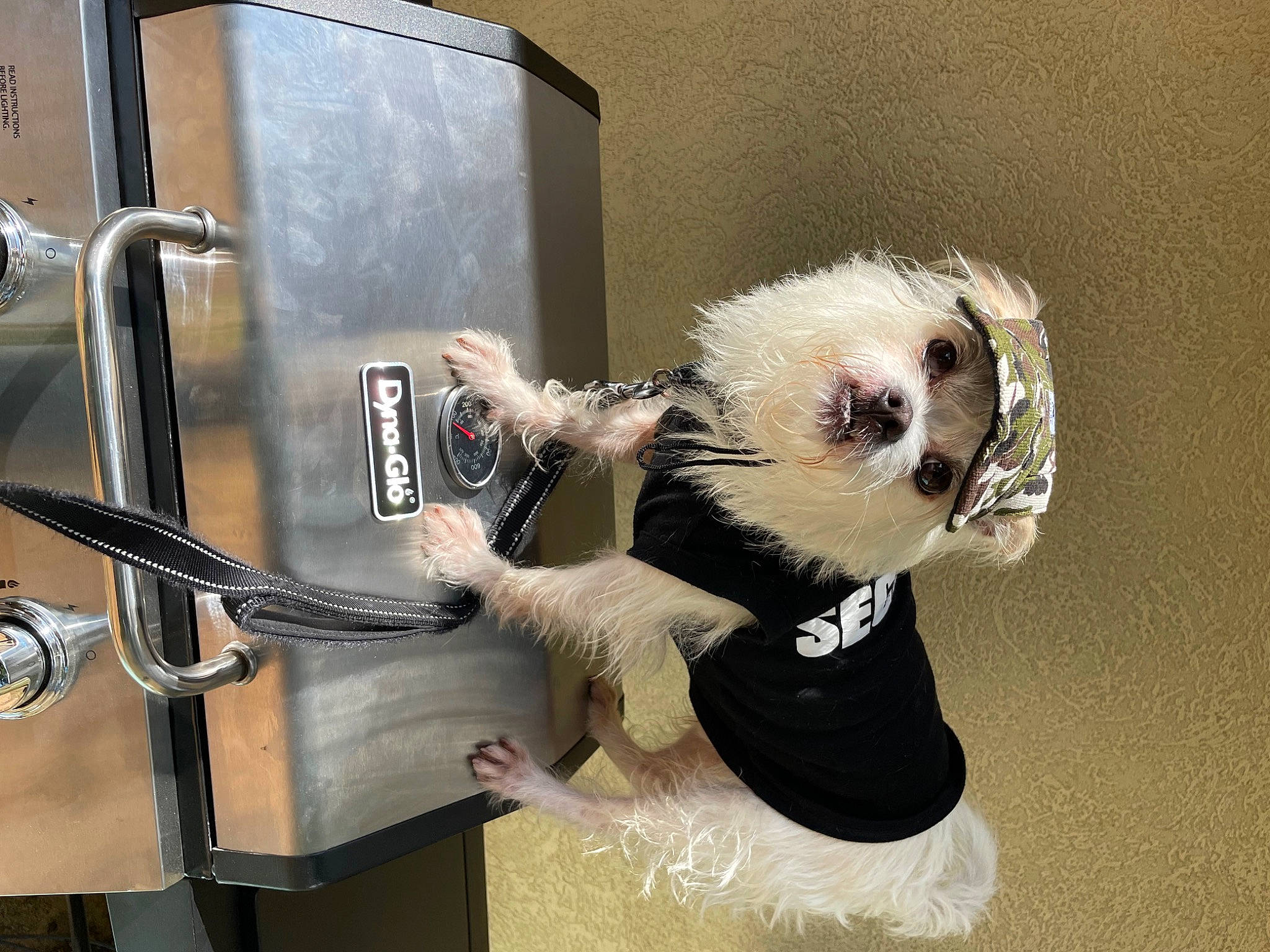 Hugo is registered to the contest to win money with this photo: art, canidae, carnivore, chair, companion_dog, eyewear, fur, gas, machine, metal, mustelidae, panda, razor, red_panda, room, security, snout, tail, terrestrial_animal, whiskers