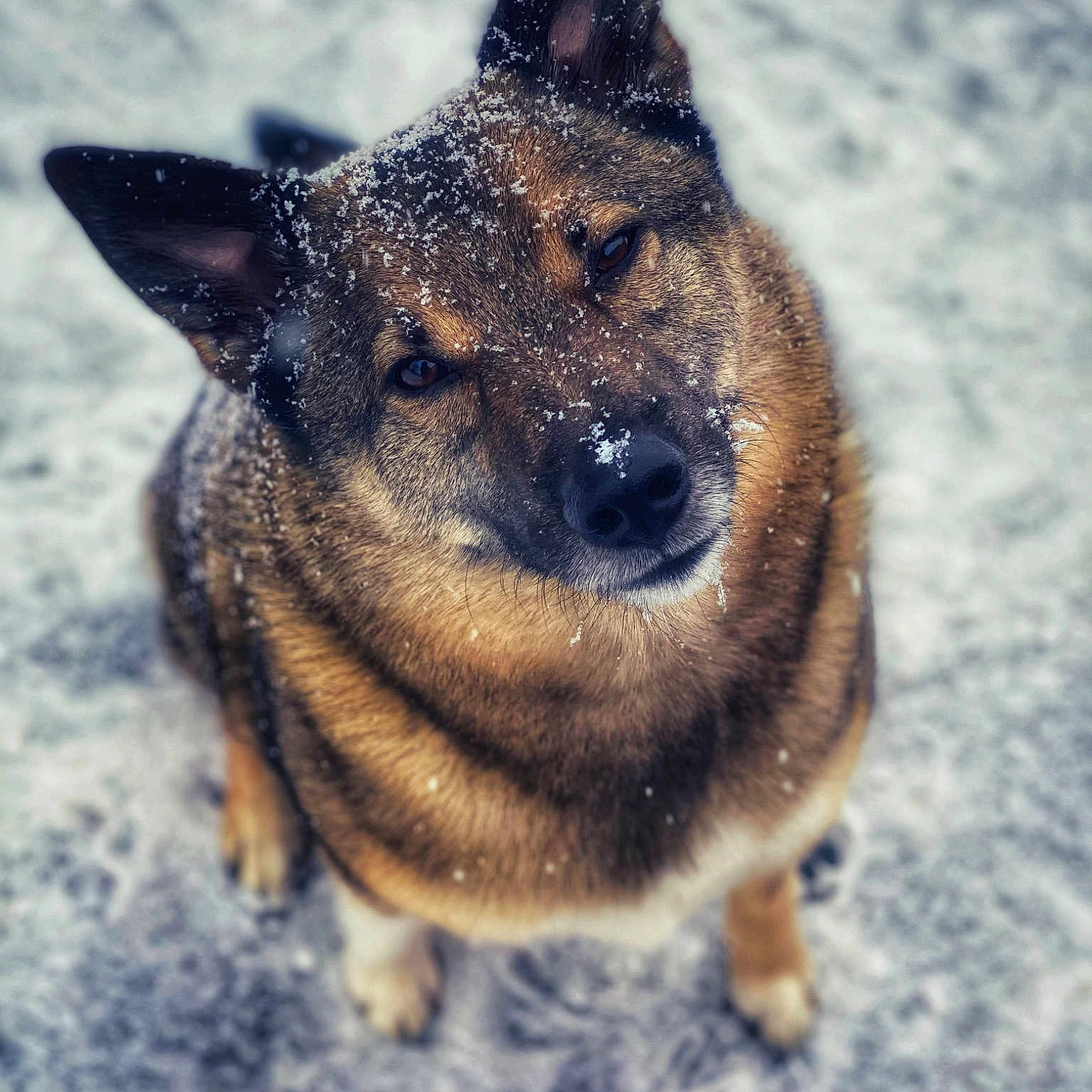 Bo