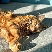 Max is registered to the contest to win money with this photo: cat, orange_tabby, sleeping, sunlight, carpet, fur, pet, relaxation, whiskers, domestic_cat, cute, cozy, indoor, animal, nap, soft, feline, paw, close_up, shadow