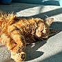 cat, orange_tabby, sleeping, sunlight, carpet, fur, pet, relaxation, whiskers, domestic_cat, cute, cozy, indoor, animal, nap, soft, feline, paw, close_up, shadow