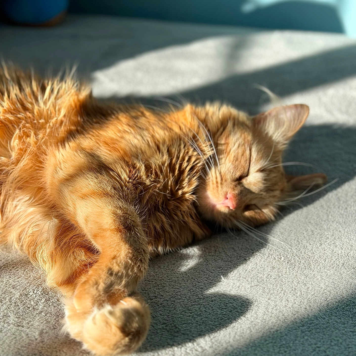 Max is registered to the contest to win money with this photo: animal, carpet, cat, close_up, cozy, cute, domestic_cat, feline, fur, indoor, nap, orange_tabby, paw, pet, relaxation, shadow, sleeping, soft, sunlight, whiskers