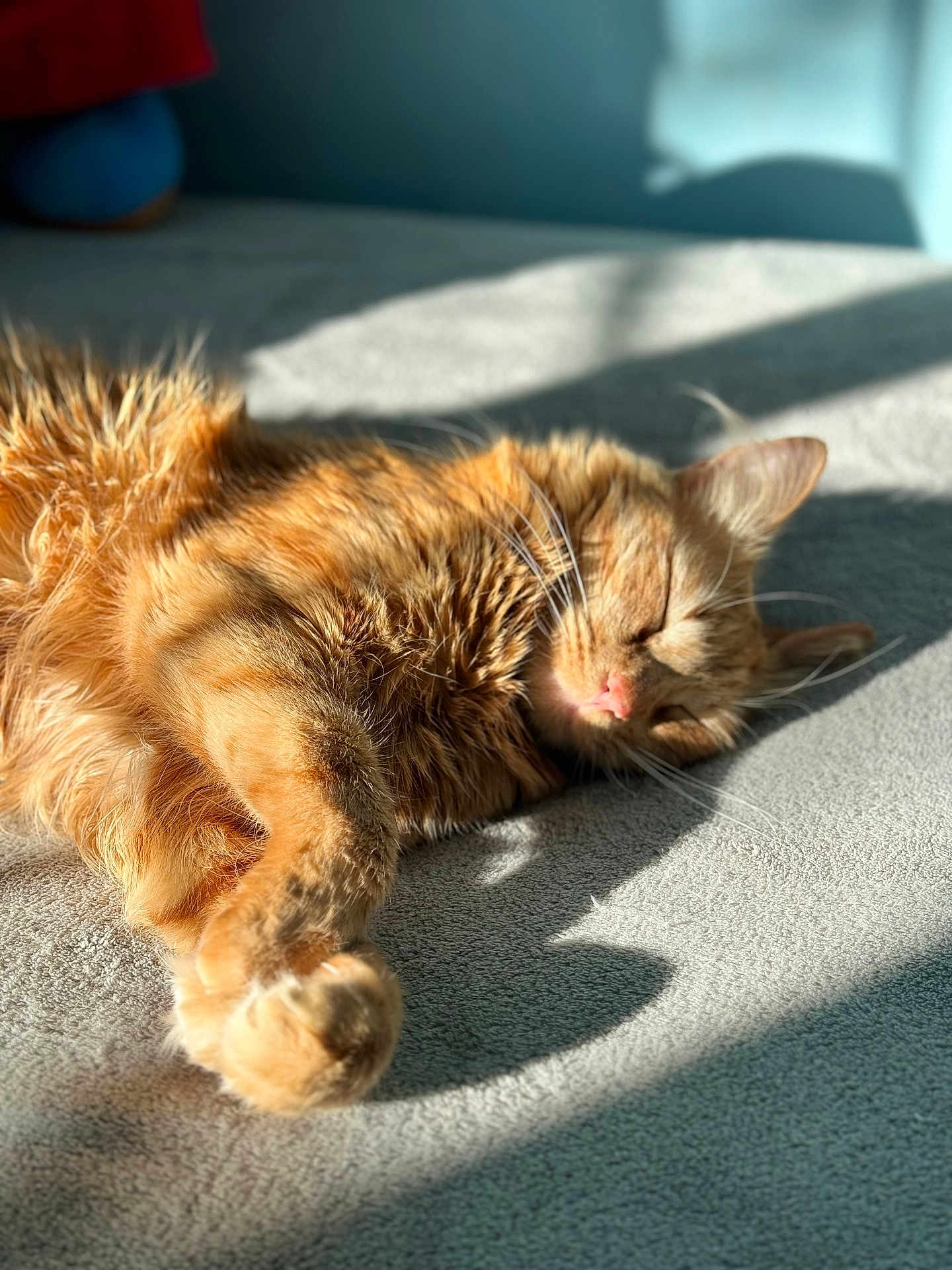 Max is registered to the contest to win money with this photo: cat, orange_tabby, sleeping, sunlight, carpet, fur, pet, relaxation, whiskers, domestic_cat, cute, cozy, indoor, animal, nap, soft, feline, paw, close_up, shadow