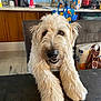 dog, fluffy, smiling, table, kitchen, indoor, pet, canine, fur, face, happy, chair, countertop, bag, food, container, tile_floor, domestic, friendly, closeup