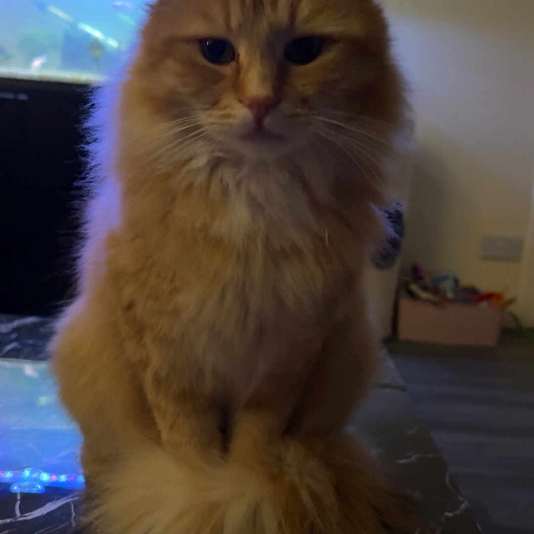 Taziboy