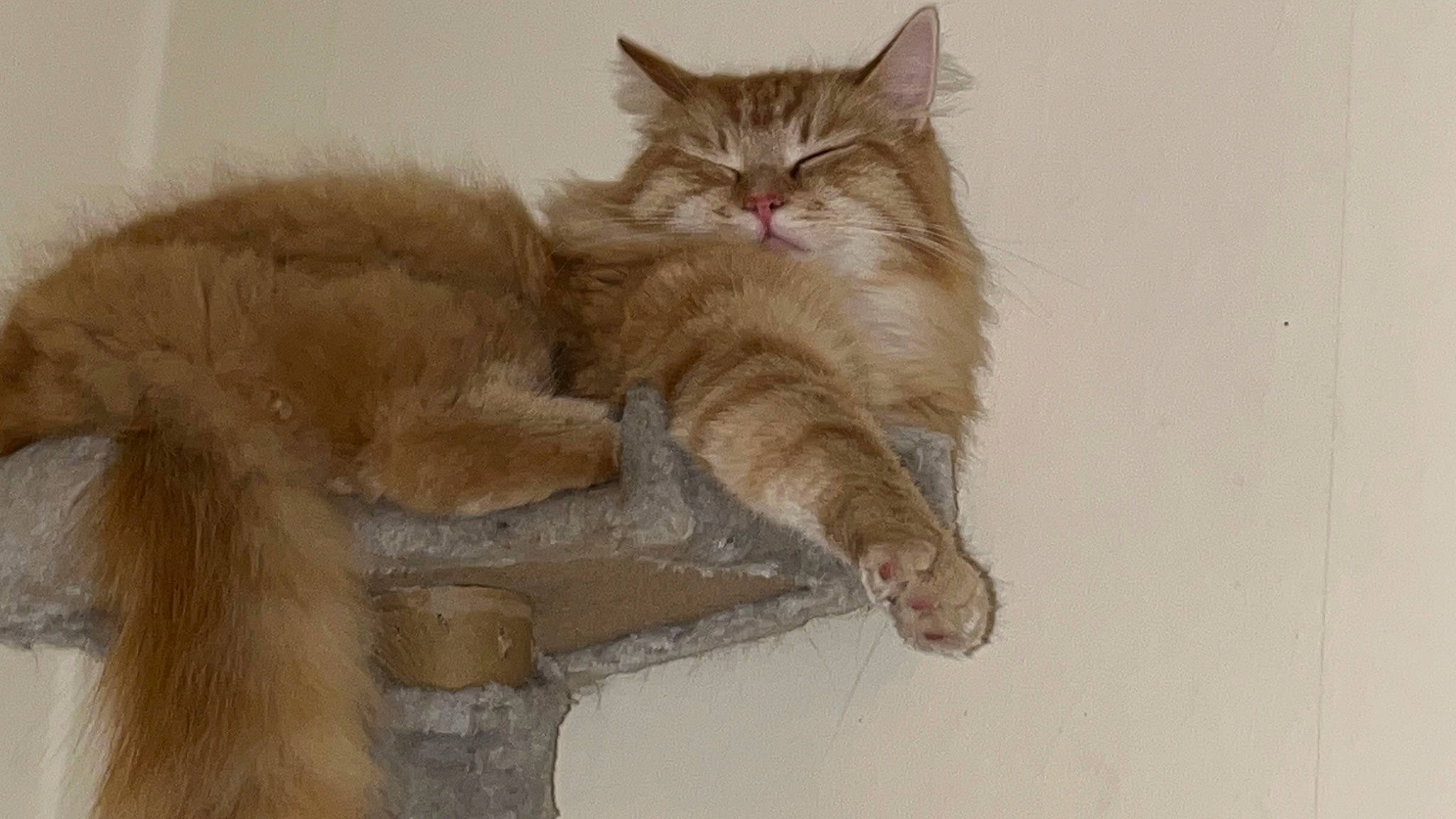 Taziboy is registered to the contest to win money with this photo: british_longhair, carnivore, cat, claw, comfort, fawn, felidae, fur, paw, small_to_medium_sized_cats, snout, tail, terrestrial_animal, whiskers