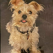 Bubby joined the competition — help win amazing prizes! adorable, animal, canine, collar, companion, cute, dog, domestic_animal, ears_up, face, fluffy, fur, furry, indoor, looking_up, mammal, pet, portrait, small_dog, tongue_out