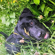 Lakita participe au concours pour gagner de l'argent avec cette photo : dog, black_dog, grass, wildflowers, outdoor, nature, animal, pet, happy, smiling, greenery, leaf, plant, fur, canine, tongue, closeup, summer, field, playful