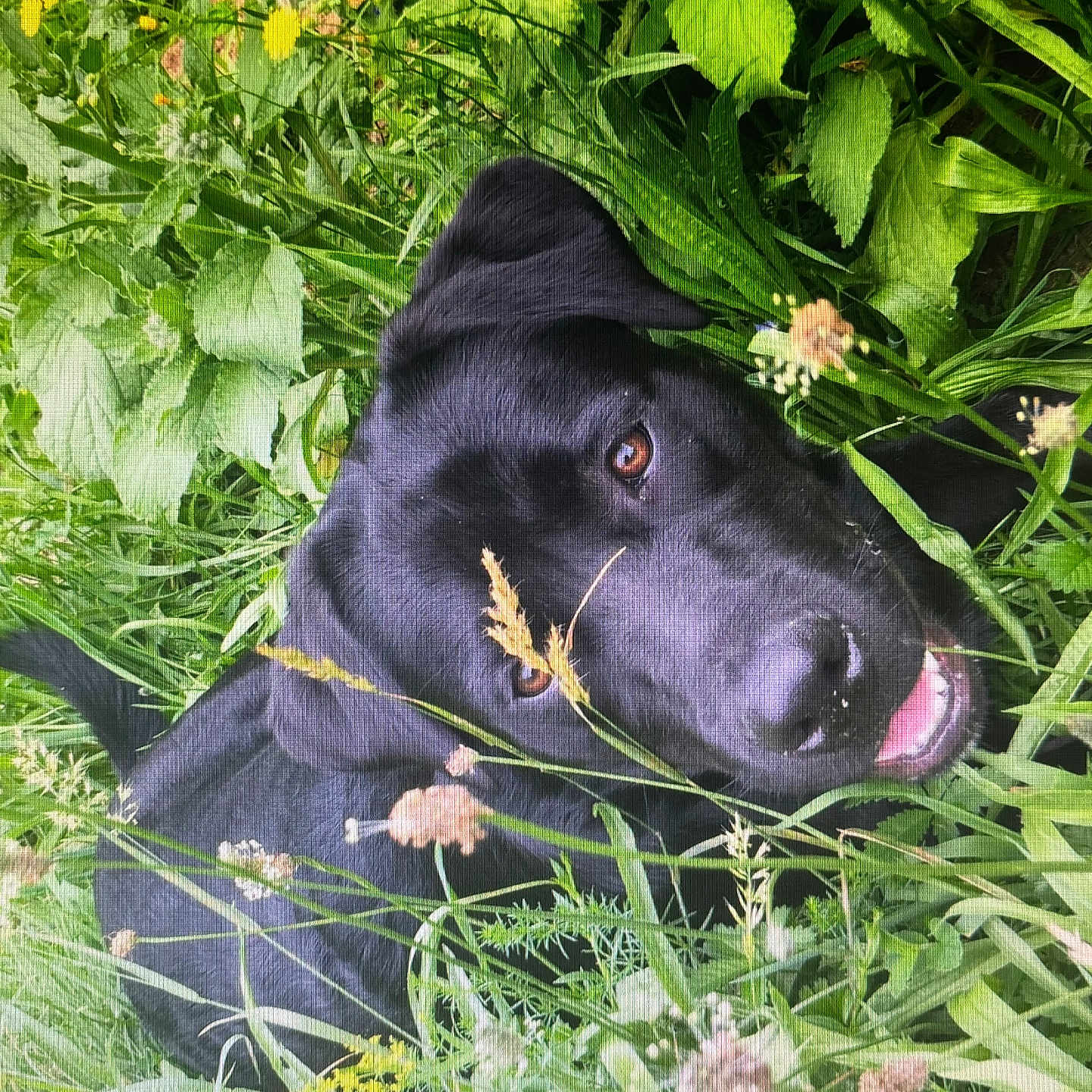 Lakita participe au concours pour gagner de l'argent avec cette photo : dog, black_dog, grass, wildflowers, outdoor, nature, animal, pet, happy, smiling, greenery, leaf, plant, fur, canine, tongue, closeup, summer, field, playful