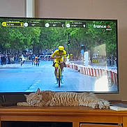 Caramel a rejoint le concours — aidez-le/la à gagner de superbes lots ! cat, sleeping, orange_cat, wooden_table, television, cycling_race, tour_de_france, sports_broadcast, indoor, book, relaxation, feline, pet, living_room, foot, crowd, road, helmet, bicycle, yellow_jersey