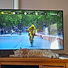 cat, sleeping, orange_cat, wooden_table, television, cycling_race, tour_de_france, sports_broadcast, indoor, book, relaxation, feline, pet, living_room, foot, crowd, road, helmet, bicycle, yellow_jersey