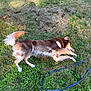Finley is registered to the contest to win money with this photo: dog, grass, leash, outdoor, relaxed, lying_down, brown, white_fur, sunlight, nature, pet, animal, canine, fur, resting, summer, greenery, leaf, daylight, park