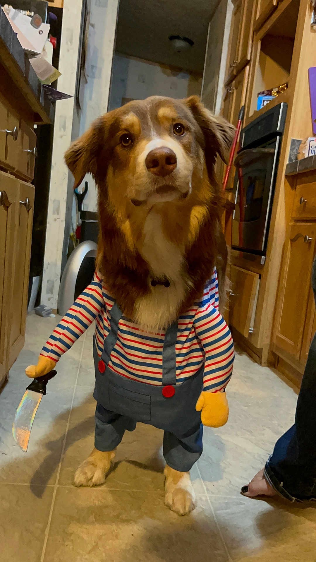 Finley is registered to the contest to win money with this photo: dog, costume, kitchen, floor, tile, wooden_cabinets, knife, striped_shirt, overalls, pet, indoors, brown_fur, white_fur, toy_knife, funny, animal, standing, expression, home, footwear