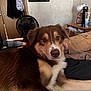 Finley is registered to the contest to win money with this photo: dog, brown_dog, indoor, bed, person, arm, fan, framed_picture, nightstand, clutter, relaxed, lying_down, furry, pet, canine, room, casual, domestic, home, resting