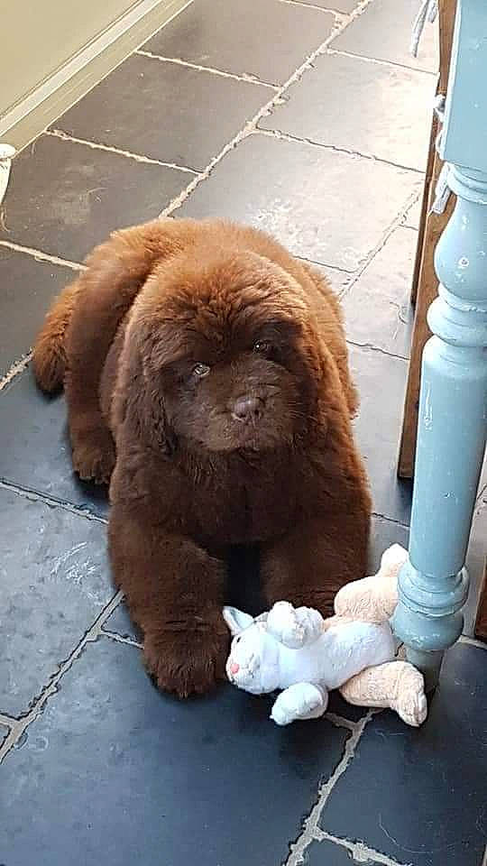 Reeva a rejoint le concours — aidez-le/la à gagner de superbes lots ! ancient_dog_breeds, canidae, carnivore, chow_chow, companion_dog, dog, dog_breed, fawn, giant_dog_breed, liver, mammal, newfoundland, sporting_group