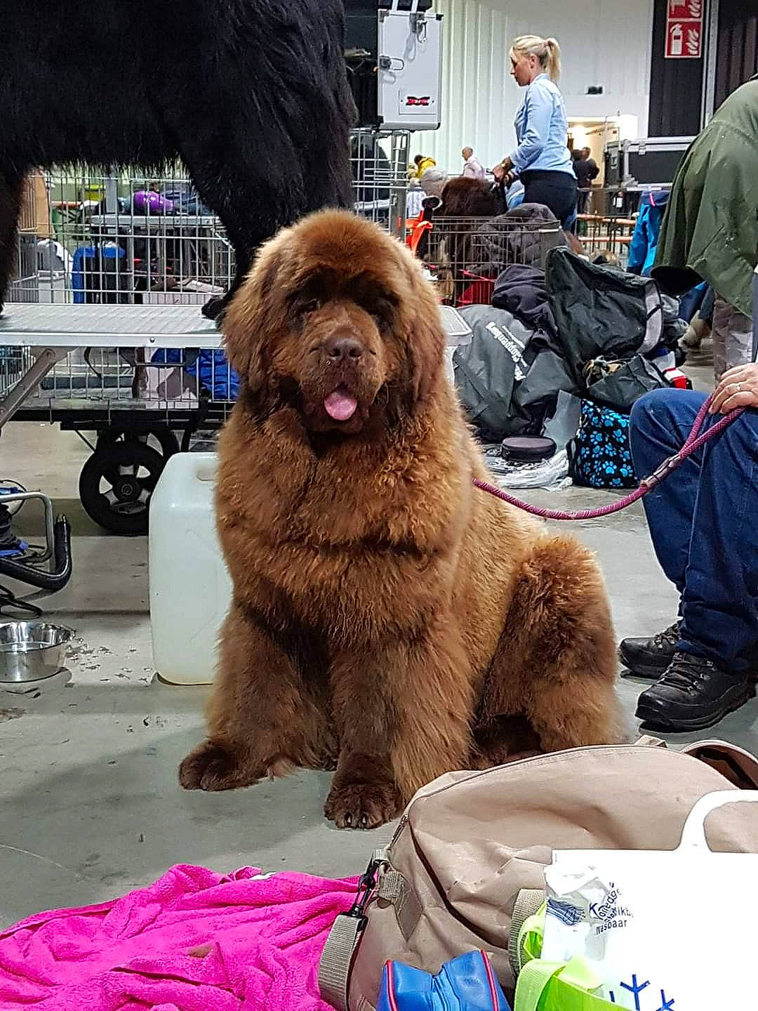 Reeva a rejoint le concours — aidez-le/la à gagner de superbes lots ! ancient_dog_breeds, canidae, carnivore, companion_dog, conformation_show, dog, dog_breed, fawn, fur, giant_dog_breed, mammal, newfoundland, rare_breed_dog, sporting_group, vertebrate