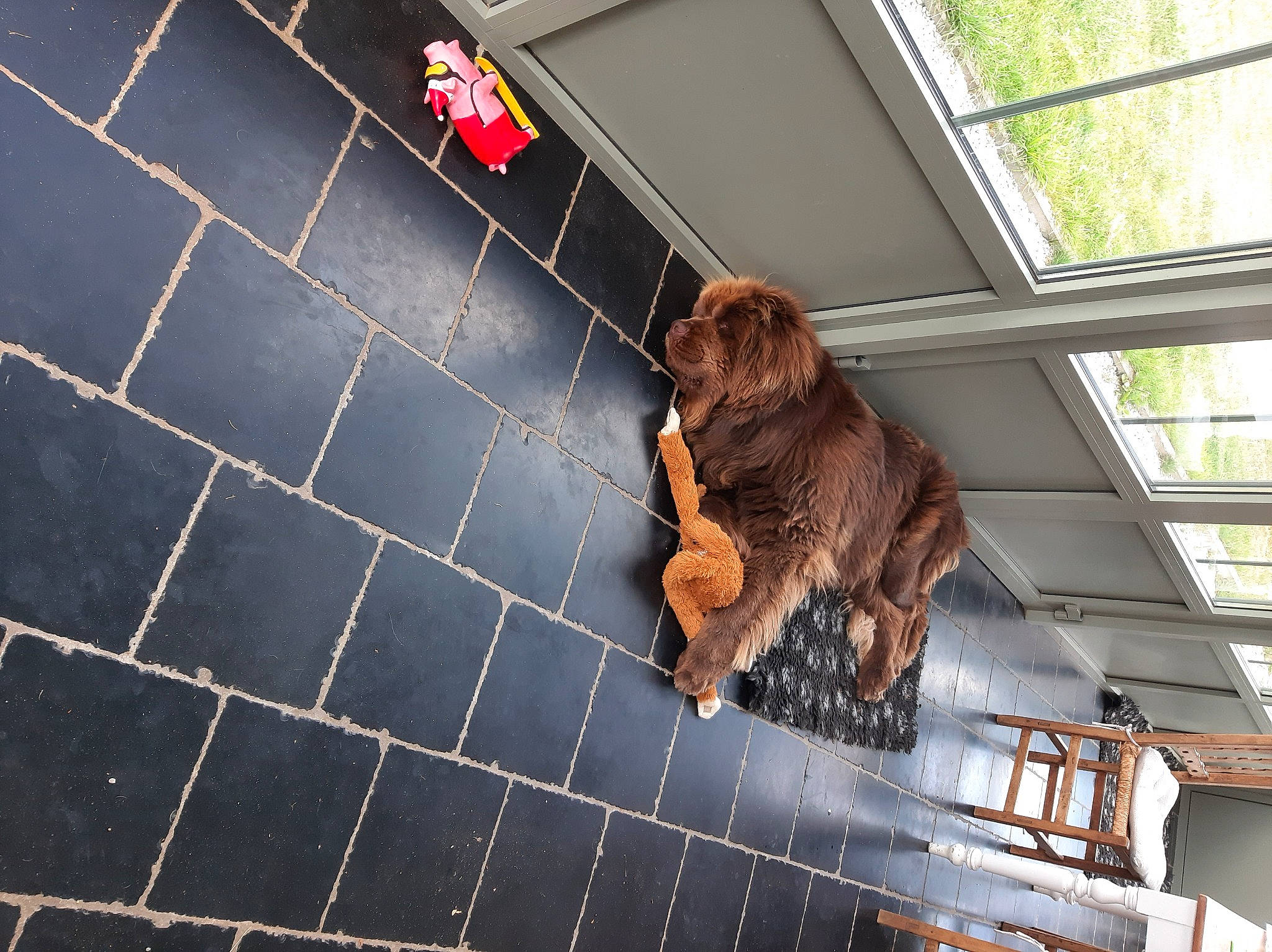 Reeva participe au concours pour gagner de l'argent avec cette photo : canidae, carnivore, dog, dog_breed, irish_setter, liver, setter, sporting_group