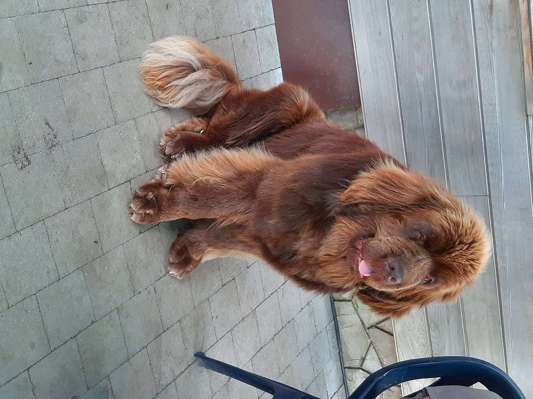 Reeva participe au concours pour gagner de l'argent avec cette photo : canidae, carnivore, companion_dog, dog, dog_breed, english_cocker_spaniel, fur, golden_retriever, irish_setter, liver, retriever, setter, spaniel, spinone_italiano, sporting_group, sussex_spaniel